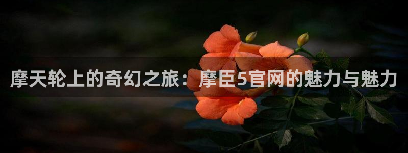 极悦娱乐集团股票：摩天轮上的奇幻之旅：摩臣5官网的魅力与魅力